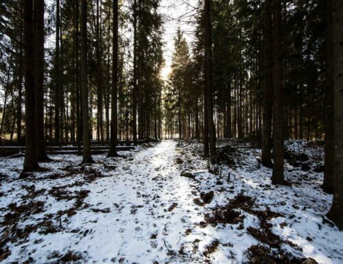 Skov og sneklædte stier fra yoga retreat i Sverige