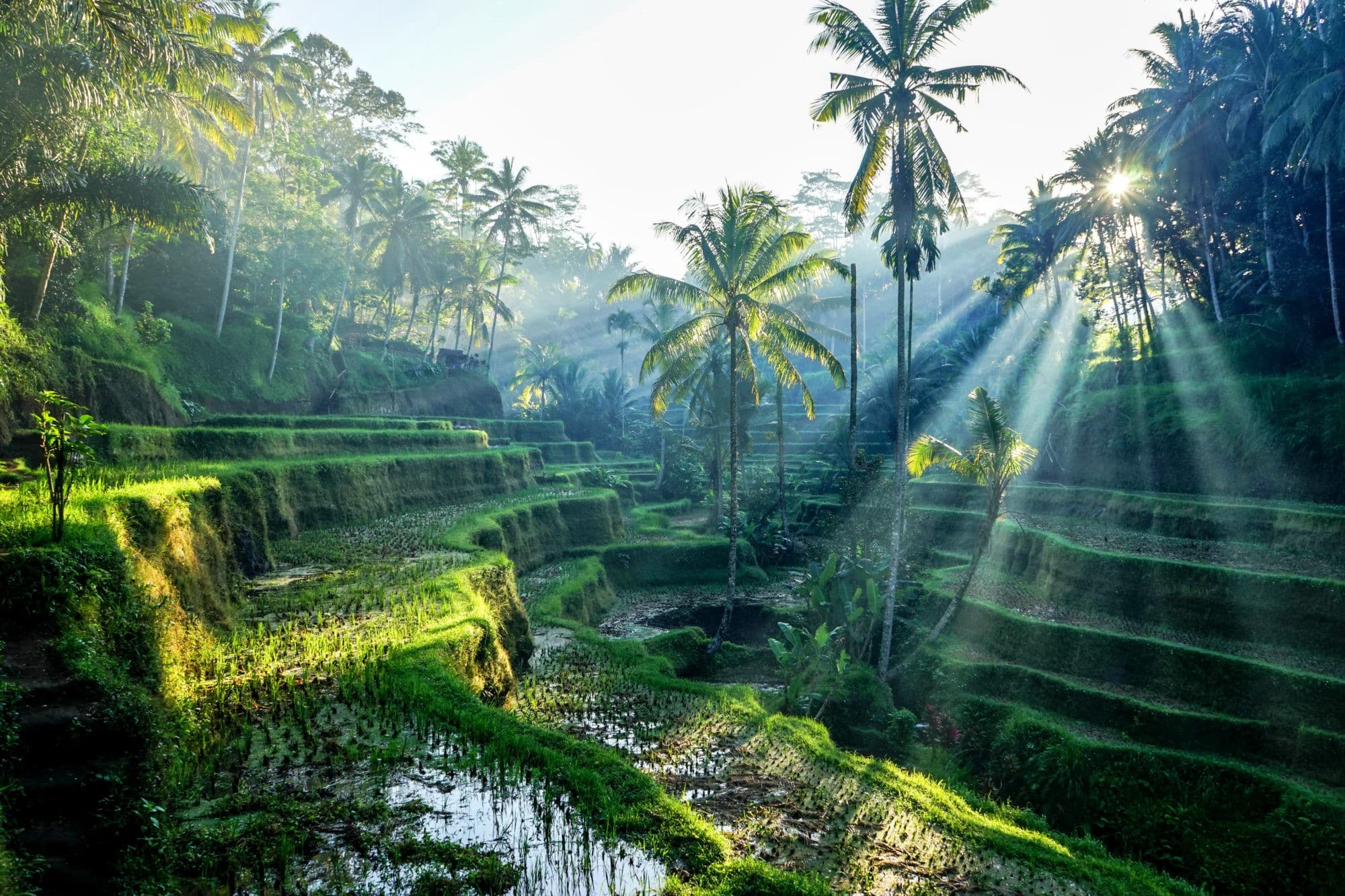 Rismarker og palmer på smukke Bali